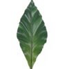 Artificial Plant Anthurium andraeanum Linden leaf single stem GS-50525071_3 Artificial Plant 16*90cm Anthurium andraeanum Linden leaf single stem GS-50525071 2025Oct YeahFlower is one of Chinese leading OEM manufacturers and exporters , supplying the silk flowers, wholesale artificial trees