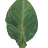 Artificial Plant 22*90cm Anthurium andraeanum Linden single stem GS-50525065 2025Oct YeahFlower is one of Chinese leading OEM manufacturers and exporters , supplying the silk flowers, wholesale artificial trees
