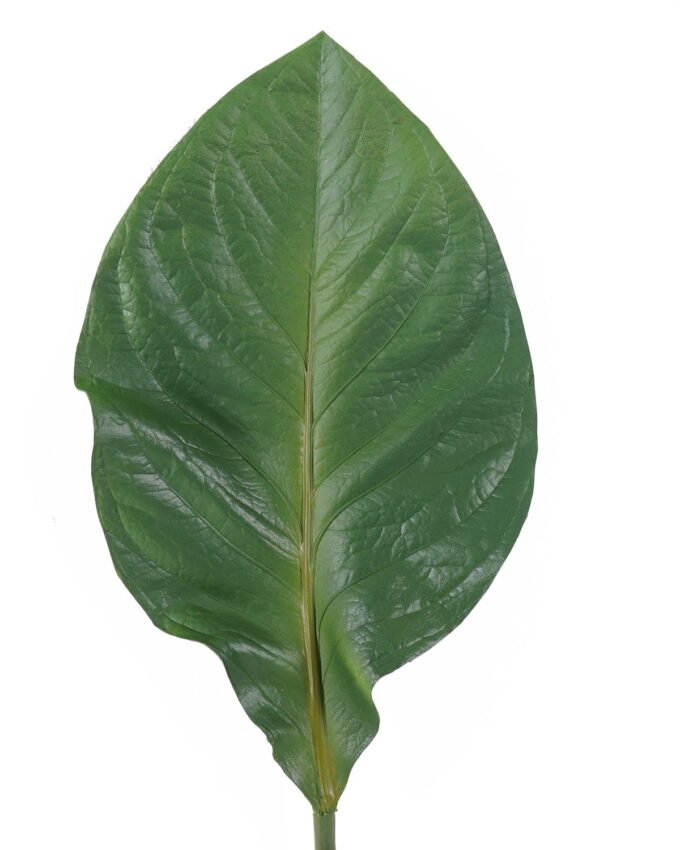 Artificial Plant 22*90cm Anthurium andraeanum Linden single stem GS-50525065 2025Oct YeahFlower is one of Chinese leading OEM manufacturers and exporters , supplying the silk flowers, wholesale artificial trees