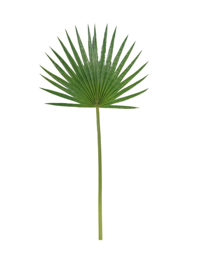 Artificial Plant Cuspidal livistona chinensis single stem GS-50525061_4 Artificial Plant 40*79cm Cuspidal livistona chinensis single stem GS-50525061 2025Oct YeahFlower is one of Chinese leading OEM manufacturers and exporters , supplying the silk flowers, wholesale artificial trees