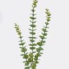 Artificial Plant 17*17*78cm Eucalyptus *3 single stem GS-17725055 2025SEP YeahFlower is one of Chinese leading OEM manufacturers and exporters , supplying the silk flowers, wholesale artificial trees