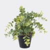 Artificial Plant Eucalyptus in PP pot GS-17725049_2 Artificial Plant 25*25*25cm Eucalyptus in PP pot GS-17725049 2025SEP YeahFlower is one of Chinese leading OEM manufacturers and exporters , supplying the silk flowers, wholesale artificial trees