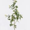 Artificial Plant 18*18*90cm Eucalyptus single stem GS-60425003 2025Oct YeahFlower is one of Chinese leading OEM manufacturers and exporters , supplying the silk flowers, wholesale artificial trees