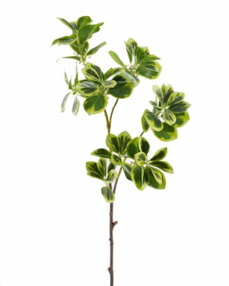 Artificial Plant 18*18*80cm Ficus altissima single stem GS-64925024 2025Oct YeahFlower is one of Chinese leading OEM manufacturers and exporters , supplying the silk flowers, wholesale artificial trees Artificial Plant 18*18*80cm Ficus altissima single stem GS-64925024 2025Oct YeahFlower is one of Chinese leading OEM manufacturers and exporters , supplying the silk flowers, wholesale artificial trees