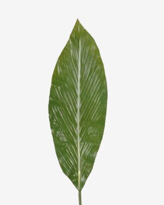 Artificial Plant 17*108cm Hedychium Koenig single stem GS-50525046 2025Oct YeahFlower is one of Chinese leading OEM manufacturers and exporters , supplying the silk flowers, wholesale artificial trees Artificial Plant 17*108cm Hedychium Koenig single stem GS-50525046 2025Oct YeahFlower is one of Chinese leading OEM manufacturers and exporters , supplying the silk flowers, wholesale artificial trees