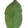 Artificial Plant 22*87cm Leaf single stem GS-50525022 2025Oct YeahFlower is one of Chinese leading OEM manufacturers and exporters , supplying the silk flowers, wholesale artificial trees