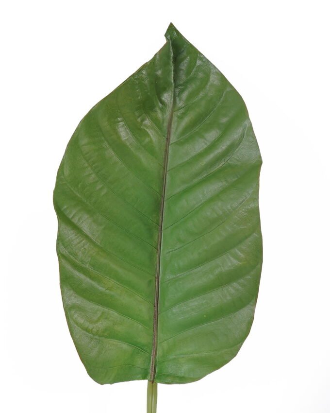 Artificial Plant 22*87cm Leaf single stem GS-50525022 2025Oct YeahFlower is one of Chinese leading OEM manufacturers and exporters , supplying the silk flowers, wholesale artificial trees