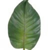 Artificial Plant 19*74cm Leaf single stem GS-50525023 2025Oct YeahFlower is one of Chinese leading OEM manufacturers and exporters , supplying the silk flowers, wholesale artificial trees