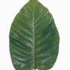 Artificial Plant 29*96cm Leaf single stem GS-50525037 2025Oct YeahFlower is one of Chinese leading OEM manufacturers and exporters , supplying the silk flowers, wholesale artificial trees