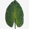 Artificial Plant 26*80cm Leaf single stem GS-50525044 2025Oct YeahFlower is one of Chinese leading OEM manufacturers and exporters , supplying the silk flowers, wholesale artificial trees