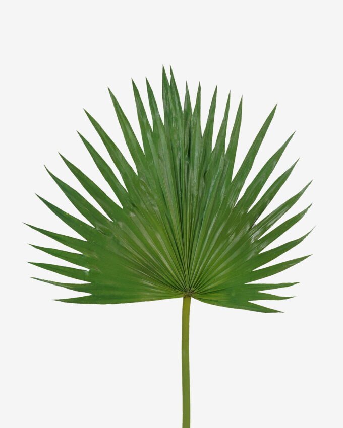 Artificial Plant 38*81cm Livistona chinensis  single stem GS-50525035-G2 2025Oct YeahFlower is one of Chinese leading OEM manufacturers and exporters , supplying the silk flowers, wholesale artificial trees