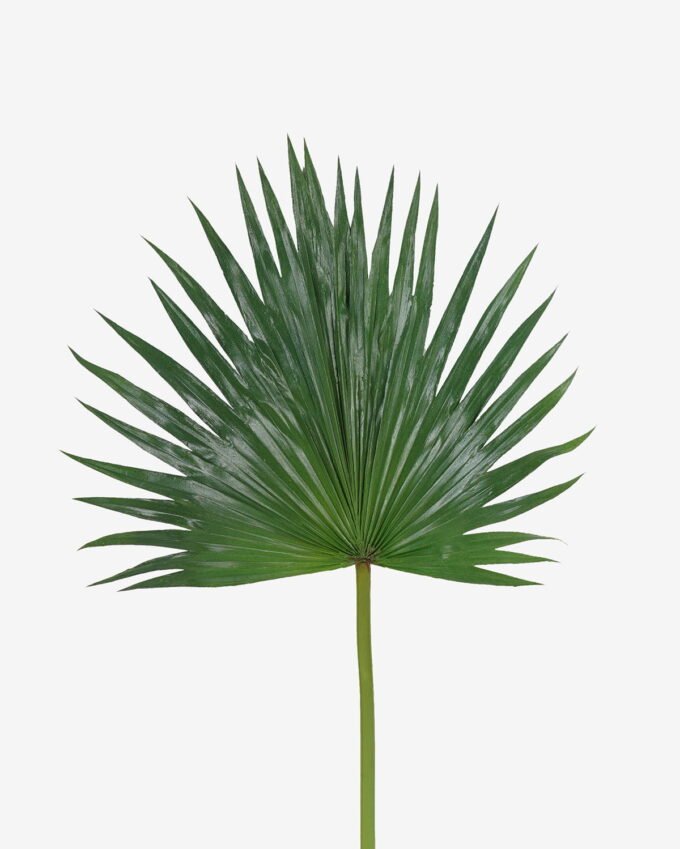 Artificial Plant 38*81cm Livistona chinensis  single stem GS-50525035 2025Oct YeahFlower is one of Chinese leading OEM manufacturers and exporters , supplying the silk flowers, wholesale artificial trees