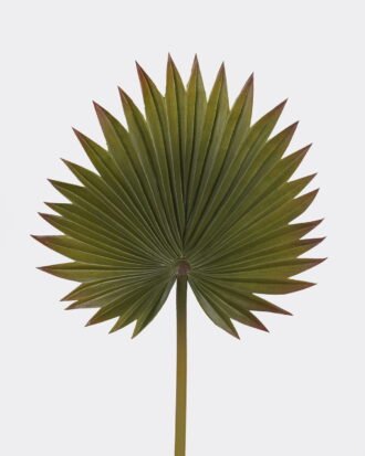 Artificial Plant 30*73cm Palm leaf single stem GS-50525048 2025Oct YeahFlower is one of Chinese leading OEM manufacturers and exporters , supplying the silk flowers, wholesale artificial trees Artificial Plant 30*73cm Palm leaf single stem GS-50525048 2025Oct YeahFlower is one of Chinese leading OEM manufacturers and exporters , supplying the silk flowers, wholesale artificial trees