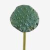 Artificial Plant Seedpod of the lotus single stem GS-50525025_3 Artificial Plant 10*10*81cm Seedpod of the lotus single stem GS-50525025 2025Oct YeahFlower is one of Chinese leading OEM manufacturers and exporters , supplying the silk flowers, wholesale artificial trees