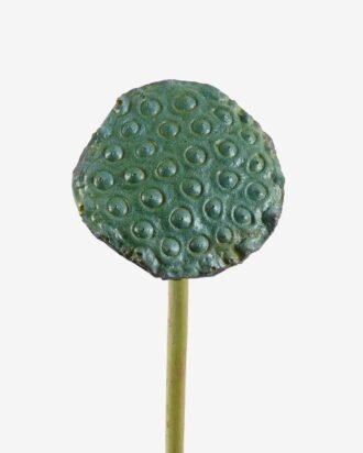 Artificial Plant 10*10*81cm Seedpod of the lotus  single stem GS-50525025 2025Oct YeahFlower is one of Chinese leading OEM manufacturers and exporters , supplying the silk flowers, wholesale artificial trees