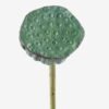 Artificial Plant Seedpod of the lotus single stem GS-50525026_3 Artificial Plant 8*8*69cm Seedpod of the lotus single stem GS-50525026 2025Oct YeahFlower is one of Chinese leading OEM manufacturers and exporters , supplying the silk flowers, wholesale artificial trees