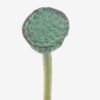 Artificial Plant Seedpod of the lotus single stem GS-50525027_3 Artificial Plant 5*5*69cm Seedpod of the lotus single stem GS-50525027 2025Oct YeahFlower is one of Chinese leading OEM manufacturers and exporters , supplying the silk flowers, wholesale artificial trees