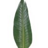 Artificial Plant Strelitzia Leaf single stem GS-50525019_2 Artificial Plant 17*112cm Strelitzia Leaf single stem GS-50525019 2025Oct YeahFlower is one of Chinese leading OEM manufacturers and exporters , supplying the silk flowers, wholesale artificial trees