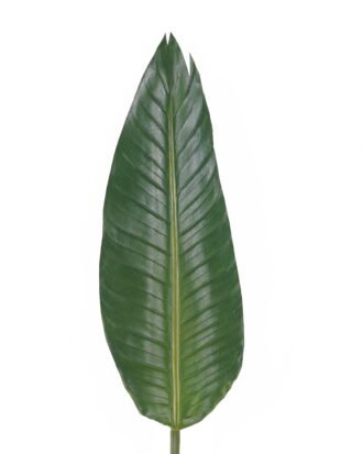 Artificial Plant 17*112cm Strelitzia Leaf single stem GS-50525019 2025Oct YeahFlower is one of Chinese leading OEM manufacturers and exporters , supplying the silk flowers, wholesale artificial trees