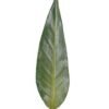Artificial Plant 10*83cm Strelitzia leaf single stem GS-50525021 2025Oct YeahFlower is one of Chinese leading OEM manufacturers and exporters , supplying the silk flowers, wholesale artificial trees