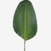 Artificial Plant Strelitziaceae single stem GS-50525028_3 Artificial Plant 28*112cm Strelitziaceae single stem GS-50525028 2025Oct YeahFlower is one of Chinese leading OEM manufacturers and exporters , supplying the silk flowers, wholesale artificial trees