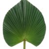 Artificial Plant 24*72cm heart-shaped livistona chinensis single stem GS-50525062 2025Oct YeahFlower is one of Chinese leading OEM manufacturers and exporters , supplying the silk flowers, wholesale artificial trees