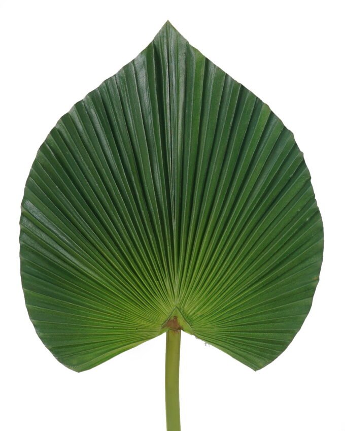 Artificial Plant 24*72cm heart-shaped livistona chinensis single stem GS-50525062 2025Oct YeahFlower is one of Chinese leading OEM manufacturers and exporters , supplying the silk flowers, wholesale artificial trees