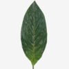 Artificial Plant 19*106cm leaf single stem GS-50525033 2025Oct YeahFlower is one of Chinese leading OEM manufacturers and exporters , supplying the silk flowers, wholesale artificial trees