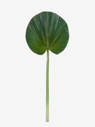 Artificial Plant 31*89cm  livistona chinensis single stem GS-50525043 2025Oct 3,000+ sqm showroom with thousands of artificial flowers, plants & trees ready for global sourcing.