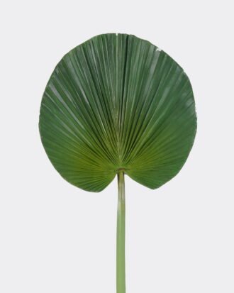 Artificial Plant 40*97cm livistona chinensis single stem GS-50525042 2025Oct YeahFlower is one of Chinese leading OEM manufacturers and exporters , supplying the silk flowers, wholesale artificial trees Artificial Plant 40*97cm livistona chinensis single stem GS-50525042 2025Oct YeahFlower is one of Chinese leading OEM manufacturers and exporters , supplying the silk flowers, wholesale artificial trees