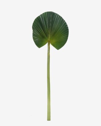 Artificial Plant 31*89cm livistona chinensis single stem GS-50525043 2025Oct YeahFlower is one of Chinese leading OEM manufacturers and exporters , supplying the silk flowers, wholesale artificial trees Artificial Plant 31*89cm livistona chinensis single stem GS-50525043 2025Oct YeahFlower is one of Chinese leading OEM manufacturers and exporters , supplying the silk flowers, wholesale artificial trees
