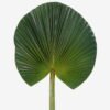 Artificial Plant livistona chinensis single stem GS-50525043_4 Artificial Plant 31*89cm livistona chinensis single stem GS-50525043 2025Oct YeahFlower is one of Chinese leading OEM manufacturers and exporters , supplying the silk flowers, wholesale artificial trees