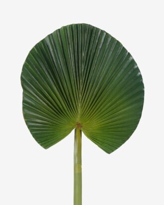 Artificial Plant 31*89cm livistona chinensis single stem GS-50525043 2025Oct YeahFlower is one of Chinese leading OEM manufacturers and exporters , supplying the silk flowers, wholesale artificial trees Artificial Plant 31*89cm livistona chinensis single stem GS-50525043 2025Oct YeahFlower is one of Chinese leading OEM manufacturers and exporters , supplying the silk flowers, wholesale artificial trees