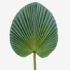 Artificial Plant livistona chinensis single stem GS-50525049_4 Artificial Plant 24*73cm livistona chinensis single stem GS-50525049 2025Oct YeahFlower is one of Chinese leading OEM manufacturers and exporters , supplying the silk flowers, wholesale artificial trees