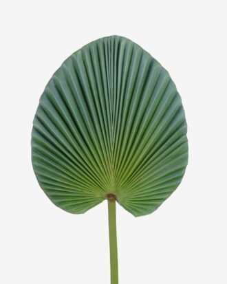 Artificial Plant 24*73cm livistona chinensis single stem GS-50525049 2025Oct YeahFlower is one of Chinese leading OEM manufacturers and exporters , supplying the silk flowers, wholesale artificial trees Artificial Plant 24*73cm livistona chinensis single stem GS-50525049 2025Oct YeahFlower is one of Chinese leading OEM manufacturers and exporters , supplying the silk flowers, wholesale artificial trees
