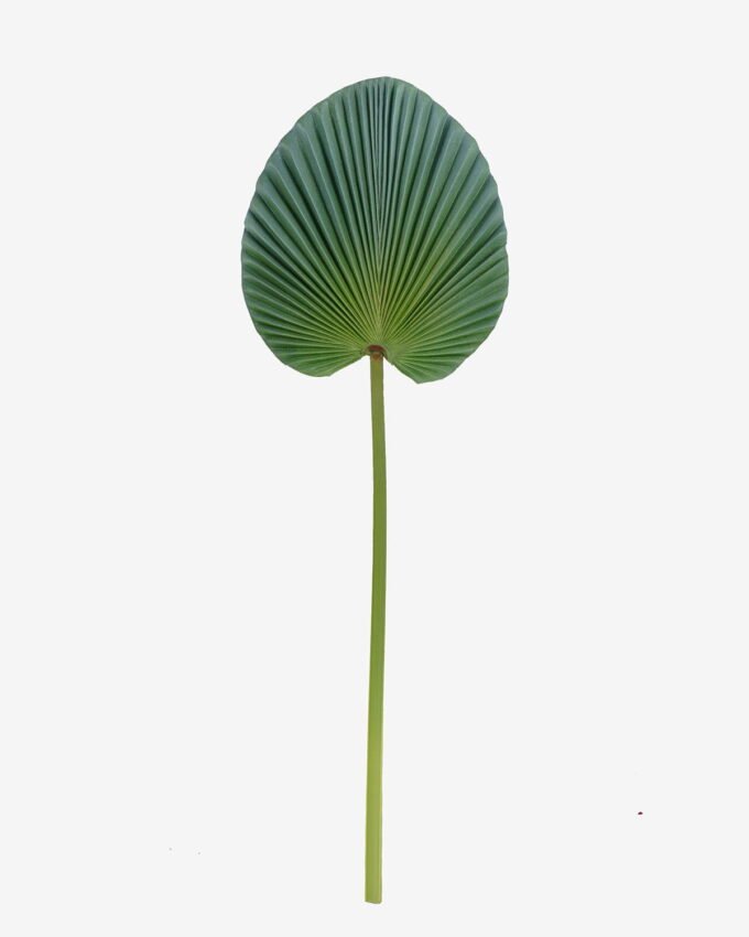 Artificial Plant livistona chinensis single stem GS-50525049_5 Artificial Plant 24*73cm livistona chinensis single stem GS-50525049 2025Oct YeahFlower is one of Chinese leading OEM manufacturers and exporters , supplying the silk flowers, wholesale artificial trees