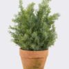 Artificial Table Plants 33*33*48cm  Cypress in Paper pot-L GS-03325064 2025SEP YeahFlower is one of Chinese leading OEM manufacturers and exporters , supplying the silk flowers, wholesale artificial trees