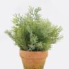 Artificial Table Plants 33*33*48cm  Cypress in Paper pot-L GS-03325064 2025SEP YeahFlower is one of Chinese leading OEM manufacturers and exporters , supplying the silk flowers, wholesale artificial trees