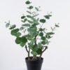 Artificial Table Plants 30*30*60cm Eucalypts in pp pot GS-15425014CT 2025SEP YeahFlower is one of Chinese leading OEM manufacturers and exporters , supplying the silk flowers, wholesale artificial trees
