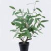 Artificial Table Plants Eucalypts in pp pot GS-15425017CT_8 Artificial Table Plants 35*35*58cm Eucalypts in pp pot GS-15425017CT 2025SEP YeahFlower is one of Chinese leading OEM manufacturers and exporters , supplying the silk flowers, wholesale artificial trees