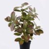 Artificial Table Plants tree in pe pot GS-03320152-R1 Artificial Table Plants 33*33*49cm tree in pe pot GS-03320152-R1 2025SEP YeahFlower is one of Chinese leading OEM manufacturers and exporters , supplying the silk flowers, wholesale artificial trees