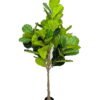 Artificial Tree 175cm Ficus microcarpa in PP Pot GS-51125023CT 2025Oct YeahFlower is one of Chinese leading OEM manufacturers and exporters , supplying the silk flowers, wholesale artificial trees
