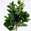 Artificial Tree 175cm Ficus microcarpa in PP Pot GS-51125023CT 2025Oct YeahFlower is one of Chinese leading OEM manufacturers and exporters , supplying the silk flowers, wholesale artificial trees