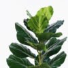 Artificial Tree 80cm Ficus microcarpa in PP Pot/21 lvs GS-51125019CT 2025Oct YeahFlower is one of Chinese leading OEM manufacturers and exporters , supplying the silk flowers, wholesale artificial trees
