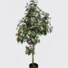 Artificial Tree 60*50*150cm Acorns Tree in PP pot/374 lvs GS-13825030 2025SEP YeahFlower is one of Chinese leading OEM manufacturers and exporters , supplying the silk flowers, wholesale artificial trees