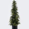 Artificial Tree 50*50*180cm Cypress tree in PP pot GS-10625002CT 2025SEP YeahFlower is one of Chinese leading OEM manufacturers and exporters , supplying the silk flowers, wholesale artificial trees