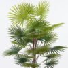 Artificial Tree 60*60*120cm Tree *3 in PP pot/24 lvs GS-26625005CT 2025SEP YeahFlower is one of Chinese leading OEM manufacturers and exporters , supplying the silk flowers, wholesale artificial trees