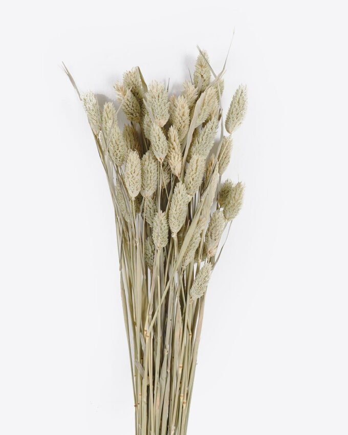 Dried Flowers 12*70cm Nature grass 70g GS-56619033P24-G2 2025Oct YeahFlower is one of Chinese leading OEM manufacturers and exporters , supplying the silk flowers, wholesale artificial trees