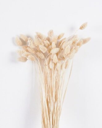 Dried Flowers 12*70cm Nature grass 70g GS-56619033P24-W1 2025Oct YeahFlower is one of Chinese leading OEM manufacturers and exporters , supplying the silk flowers, wholesale artificial trees Dried Flowers 12*70cm Nature grass 70g GS-56619033P24-W1 2025Oct YeahFlower is one of Chinese leading OEM manufacturers and exporters , supplying the silk flowers, wholesale artificial trees