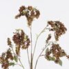 Artificial Flower 24*24*112cm Buckwheat single stem/ nature plants GS-50225006 2025Nov YeahFlower is one of Chinese leading OEM manufacturers and exporters , supplying the silk flowers, wholesale artificial trees